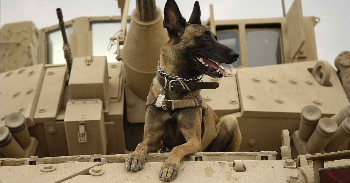 The Belgian Malinois is a breed whose native strength and intelligence make it ideal for military work.