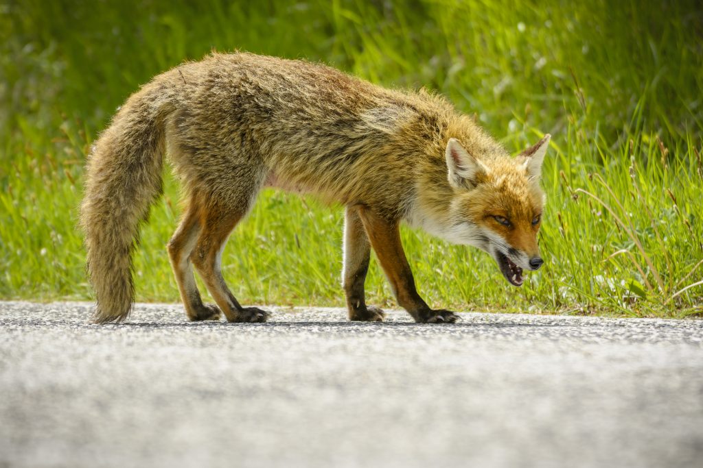 Fox is looking for food