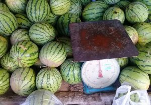 Watermelons surrounding a scale