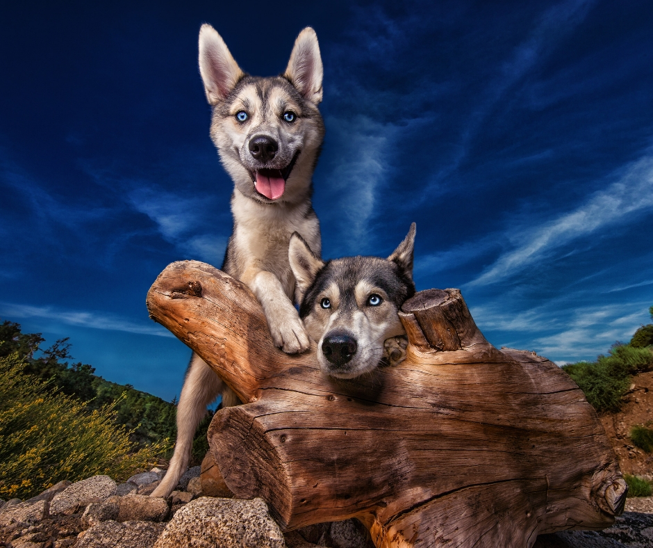 Dogs Jax and Sora Pose for Dog Breath Photography