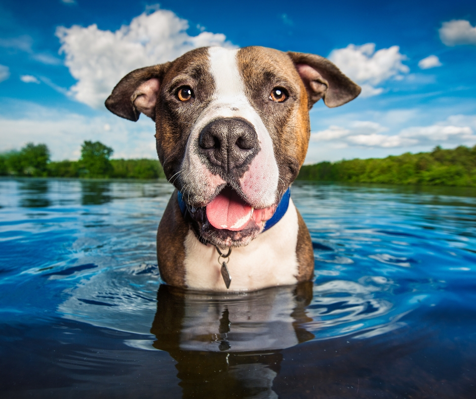 Joshie the dog swimming, Dog Breath Photography