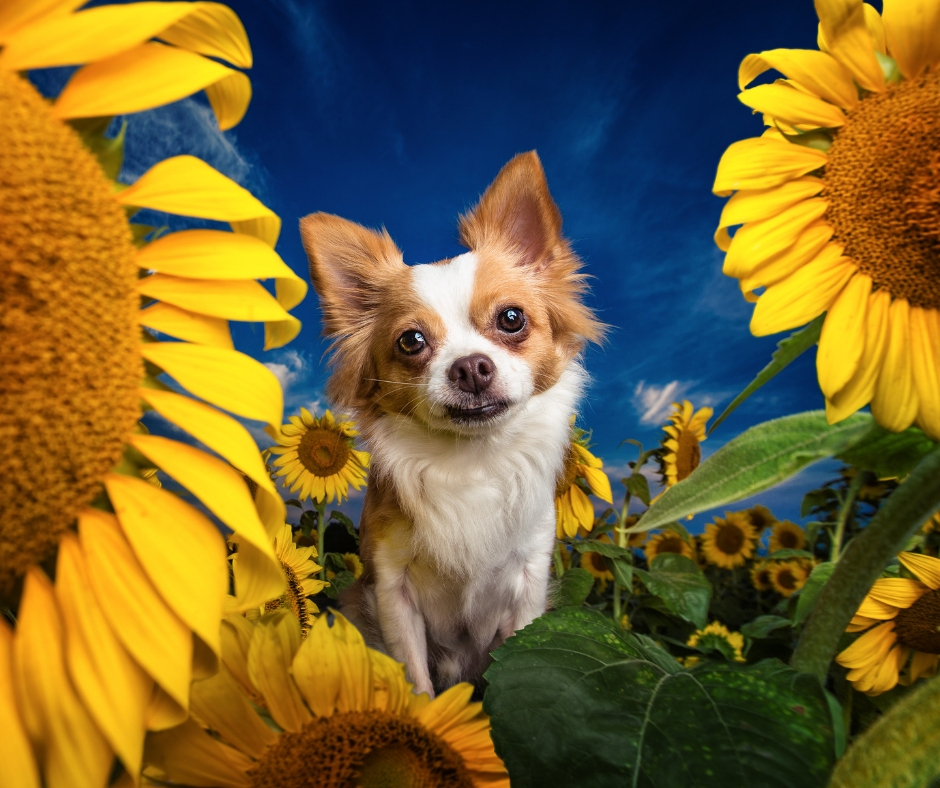 PJ in the Sunflowers. Courtesy of Dog Breath Photography & Nat Geo WILD's new show 'Pupparazzi'