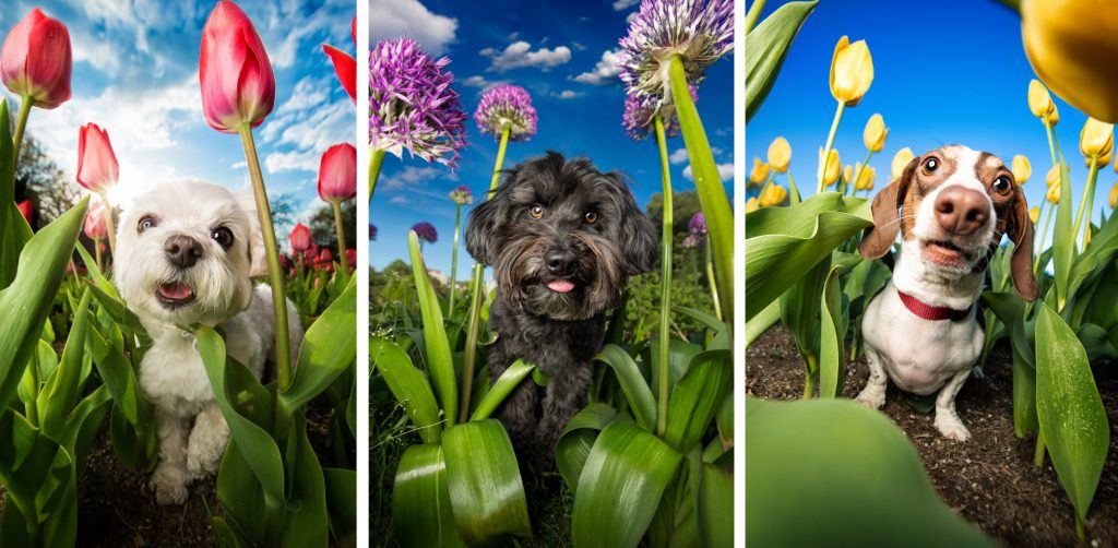 Three dogs in flowers, photo by Dog Breath Photography