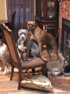 Mikey, fully recovered, sitting on a chair surrounded by other canine friends.